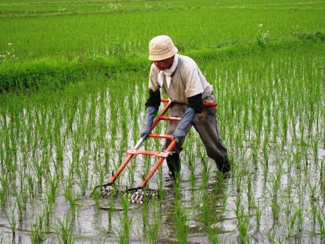 寻找米粮的老祖宗:古代米